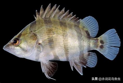 銀虎魚|稀有虎魚孟加拉銀虎魚，虎魚的種類，科普孟加拉銀虎。